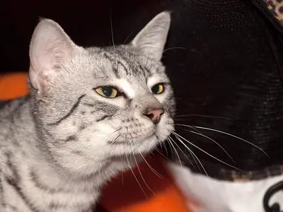 Silver Egyptian Mau looking right, M-shaped markings on its forehead