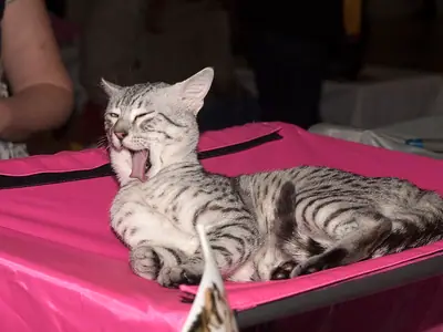 Spotted silver Egyptian Mau yawning on a pink table at a cat show
