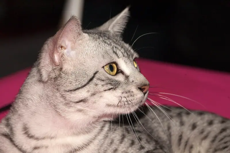 Silver spotted Egyptian Mau lying on a pink cushion, looking right