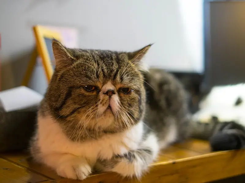 Brown tabby-and-white flat-faced Exotic lying on a wooden table in a café