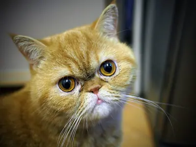 Golden-orange Exotic with big round eyes looking up at the camera