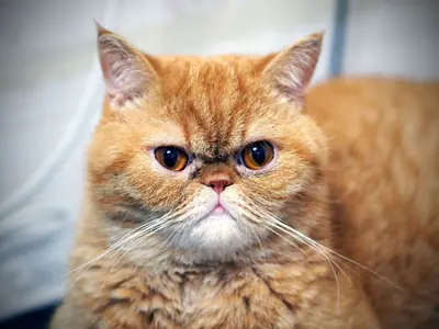 Orange tabby Exotic with a flat face and a grumpy-looking stare
