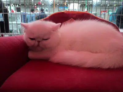Cream-white cat asleep on a red cushion at a cat show