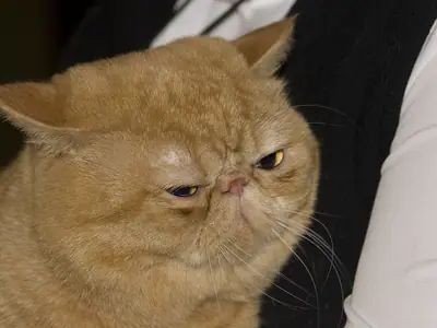 Cream tabby Exotic with a flat face and round cheeks looking down