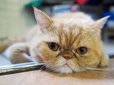 Golden-orange Exotic resting its chin on a table edge, eyes looking up