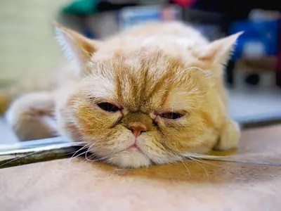 Golden-orange Exotic lying with its chin on a table, eyes half closed