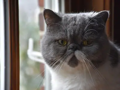Grey-and-white flat-faced Exotic sitting by a window