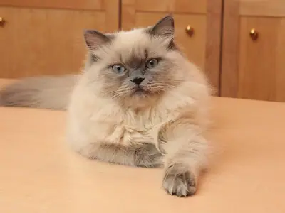 Blue point Himalayan kitten with a long coat lounging on a wooden table