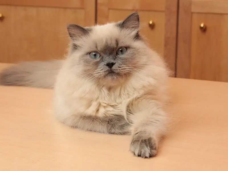 Blue point Himalayan kitten with a long coat lounging on a wooden table