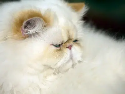 Fluffy cream Himalayan in profile, its ears tipped with orange