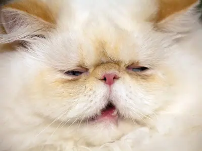 Close-up of a cream-and-red point Himalayan, eyes half shut and mouth slightly open