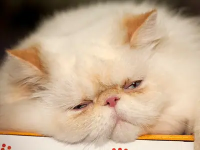 Cream red point Himalayan resting its chin, eyes narrowed sleepily