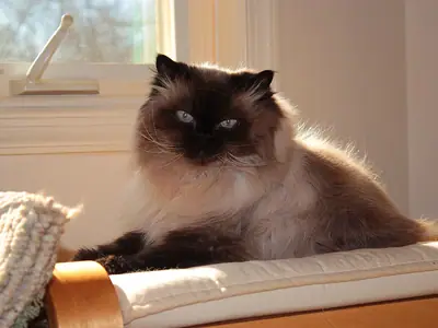 Long-haired seal point Himalayan lying on a chair by a window
