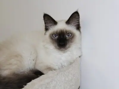 Pale Himalayan with a dark face mask and blue eyes on a white fluffy bed