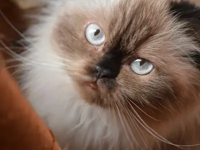 Close-up of a chocolate point Himalayan with blue eyes looking up