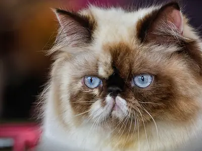 Cream long-haired Persian with a dark brown mask, blue eyes and a short nose