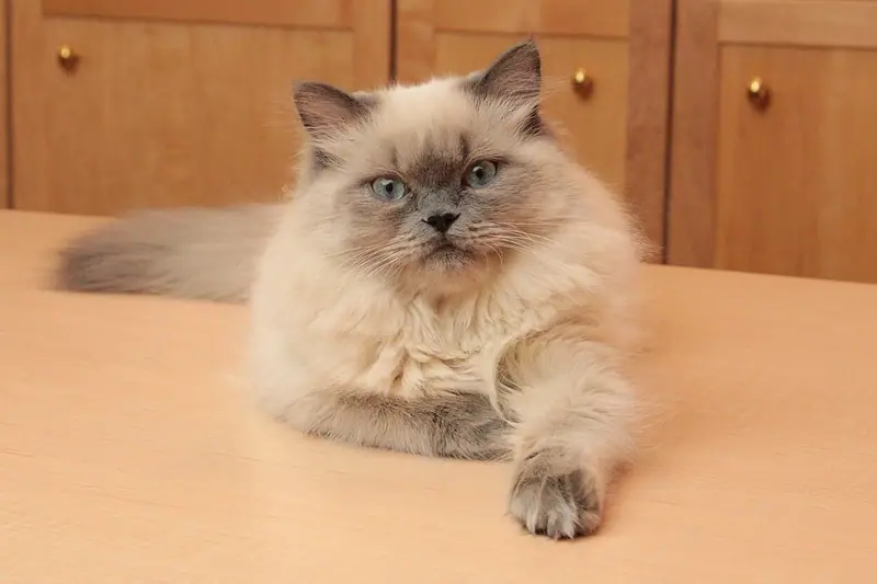 Blue point Himalayan kitten with a long coat lounging on a wooden table
