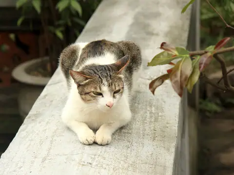 Tabby-and-white Vietnamese domestic cat resting on a stone ledge with its eyes half closed