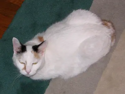 White-and-colour Japanese Bobtail lying flat on the floor, eyes narrowed