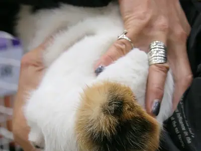 Close-up of the fluffy bobbed tail of a calico Japanese Bobtail being held