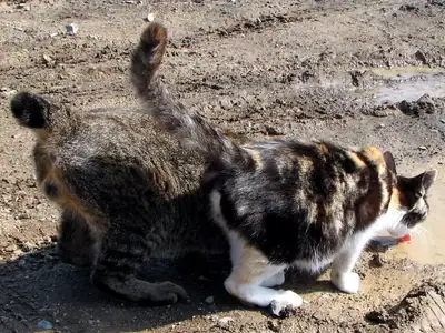 Calico Japanese Bobtail beside a long-tailed tabby on bare ground