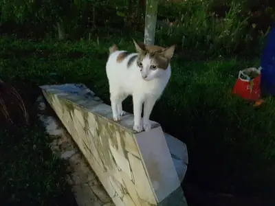 White Japanese Bobtail with brown patches standing on a plank in a garden at dusk