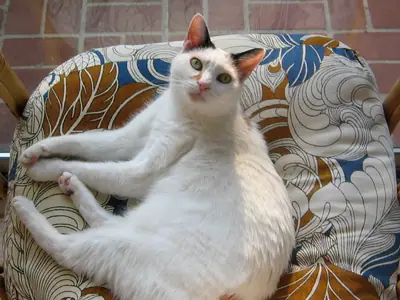 White Japanese Bobtail with patched ears sitting on a patterned chair