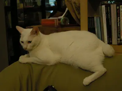 White Japanese Bobtail lying on a chair arm beside bookshelves in dim light