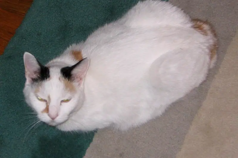 White-and-colour Japanese Bobtail lying flat on the floor, eyes narrowed