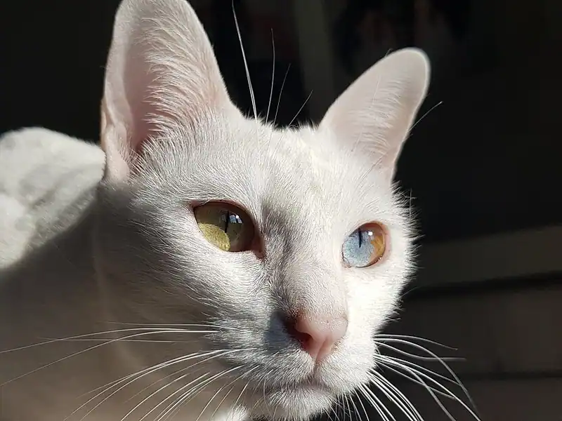 Pure white Khao Manee with odd eyes, one amber and one blue, looking right