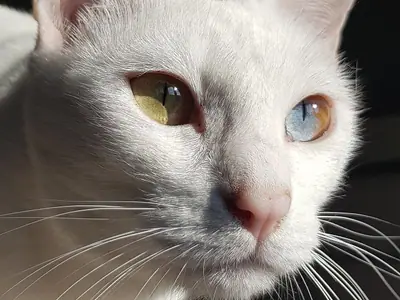 Close-up of a white Khao Manee with one gold eye and one blue eye