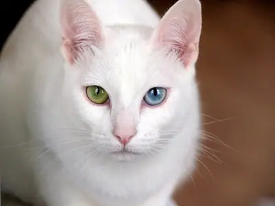 White Khao Manee with one green and one blue eye facing the camera