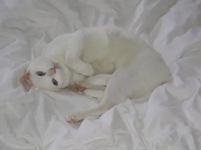 Young white Khao Manee curled up on white bed sheets