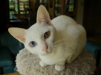 Odd-eyed white Khao Manee crouching on a fluffy cushion