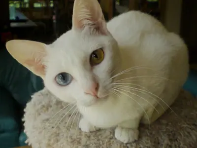 Closer view of a white Khao Manee with blue and amber eyes on a cushion
