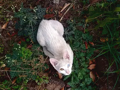 White cat lying among plants and dry leaves, looking up