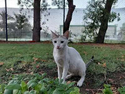 Slender white cat sitting on grass beside a wire fence