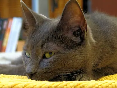 Blue-grey Korat crouching on a yellow cushion, eyes fixed ahead