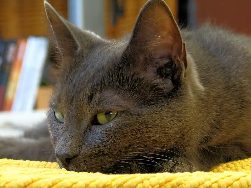 Blue-grey Korat crouching on a yellow cushion, eyes fixed ahead