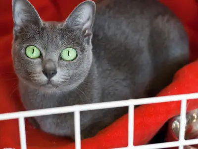 Blue-grey Korat with green eyes lying on a red blanket behind cage bars