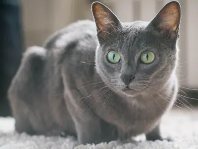 Silver-blue Korat with green eyes crouching on a rug, facing the camera