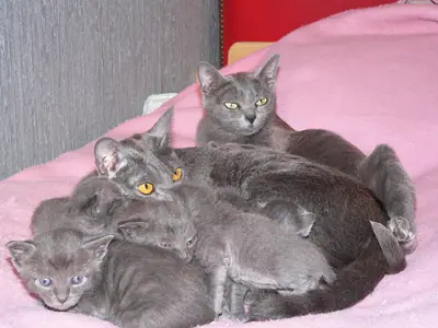 Blue-grey Korat mother lying with her litter of kittens on a pink blanket