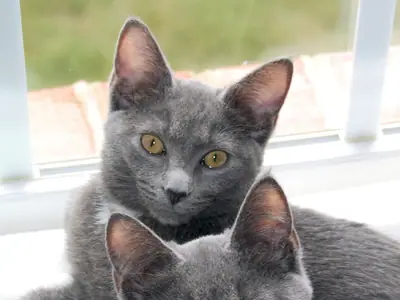 Two blue-grey Korat sisters with amber eyes sitting close by a window
