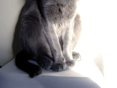 Blue-grey male Korat sitting upright in slanting sunlight