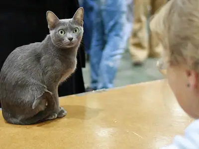 Blue-grey Korat sitting on a show table, looking back over its shoulder