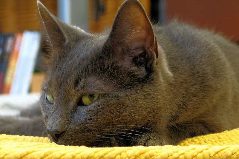 Blue-grey Korat crouching on a yellow cushion, eyes fixed ahead