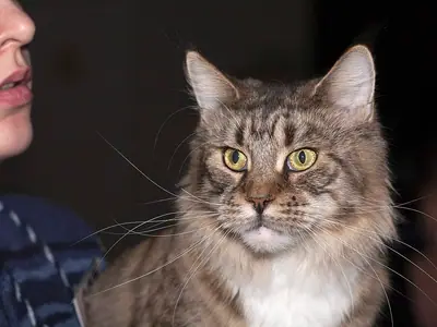 Brown tabby Maine Coon with a white chest and tufted ears sitting beside its owner