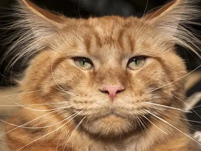 Close-up of a red Maine Coon with long ear tufts and green eyes