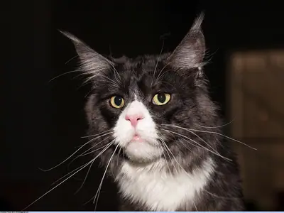 Black smoke Maine Coon with a white chest and yellow eyes against a dark background