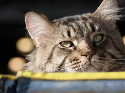Silver tabby Maine Coon resting in a yellow-trimmed bed, looking to the side